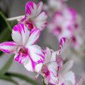 Dendrobium Orchid