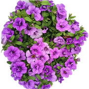 百萬小鈴「Elegans」（Calibrachoa Elegans）