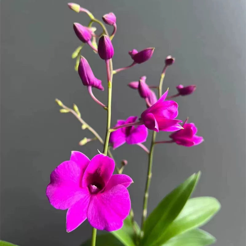 Splashed-Ink Dendrobium