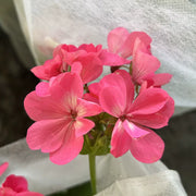 糖果天竺葵（Geranium）