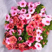 百萬小鈴「Elegans」（Calibrachoa Elegans）