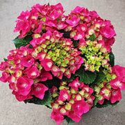 大葉繡球花（Hydrangea macrophylla）