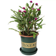 千日紅（Gomphrena globosa）