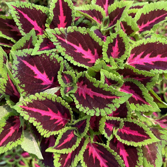 彩葉草（Coleus scutellarioides）