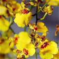 Oncidium - Yellow