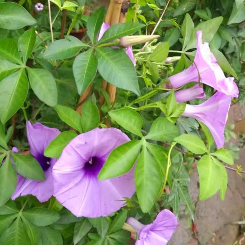 Ipomoea Cairica (Cairo Morning Glory）