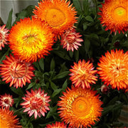 麥稈菊／臘菊（Xerochrysum bracteatum）