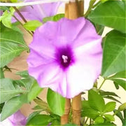 Ipomoea Cairica (Cairo Morning Glory）