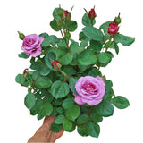Diamond Rose