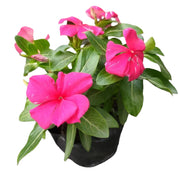 長春花／日日春（Catharanthus roseus）