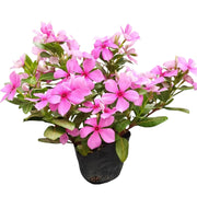長春花／日日春（Catharanthus roseus）