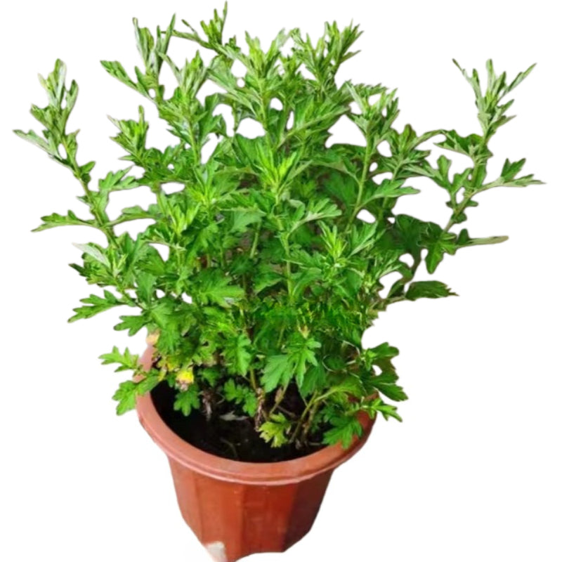 艾草（Artemisia vulgaris）