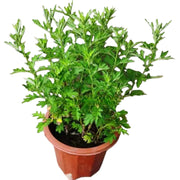艾草（Artemisia vulgaris）