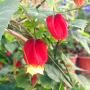 Lantern Flower
