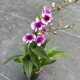 Splashed-Ink Dendrobium