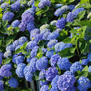 大葉繡球花（Hydrangea macrophylla）
