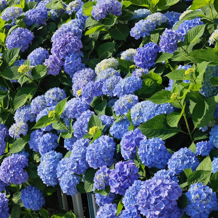 Hydrangea Macrophylla