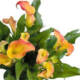 Calla Lily