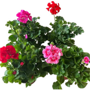 糖果天竺葵（Geranium）