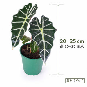 Alocasia Amazonica — size