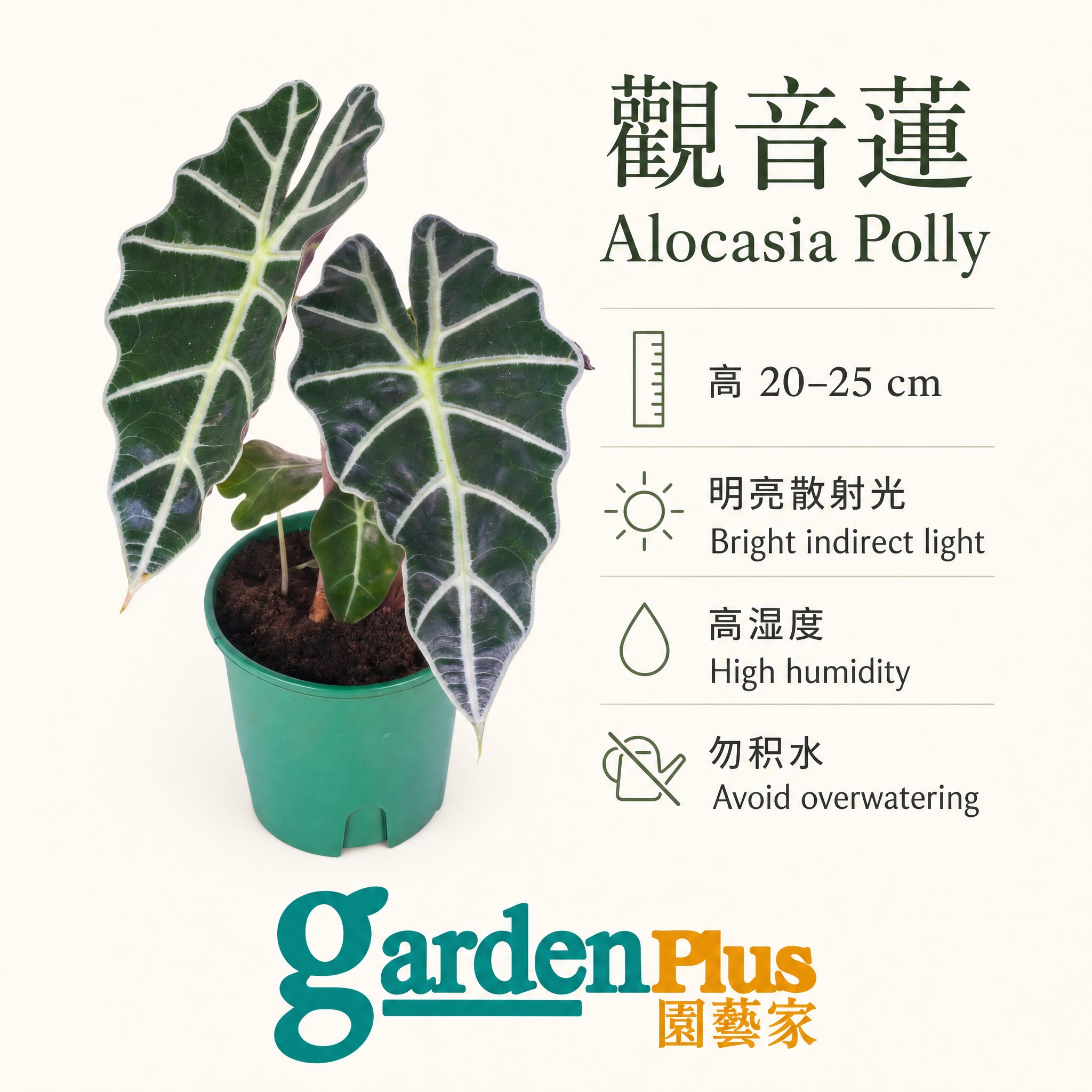 Alocasia Amazonica — care