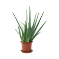 Aloe Vera — main
