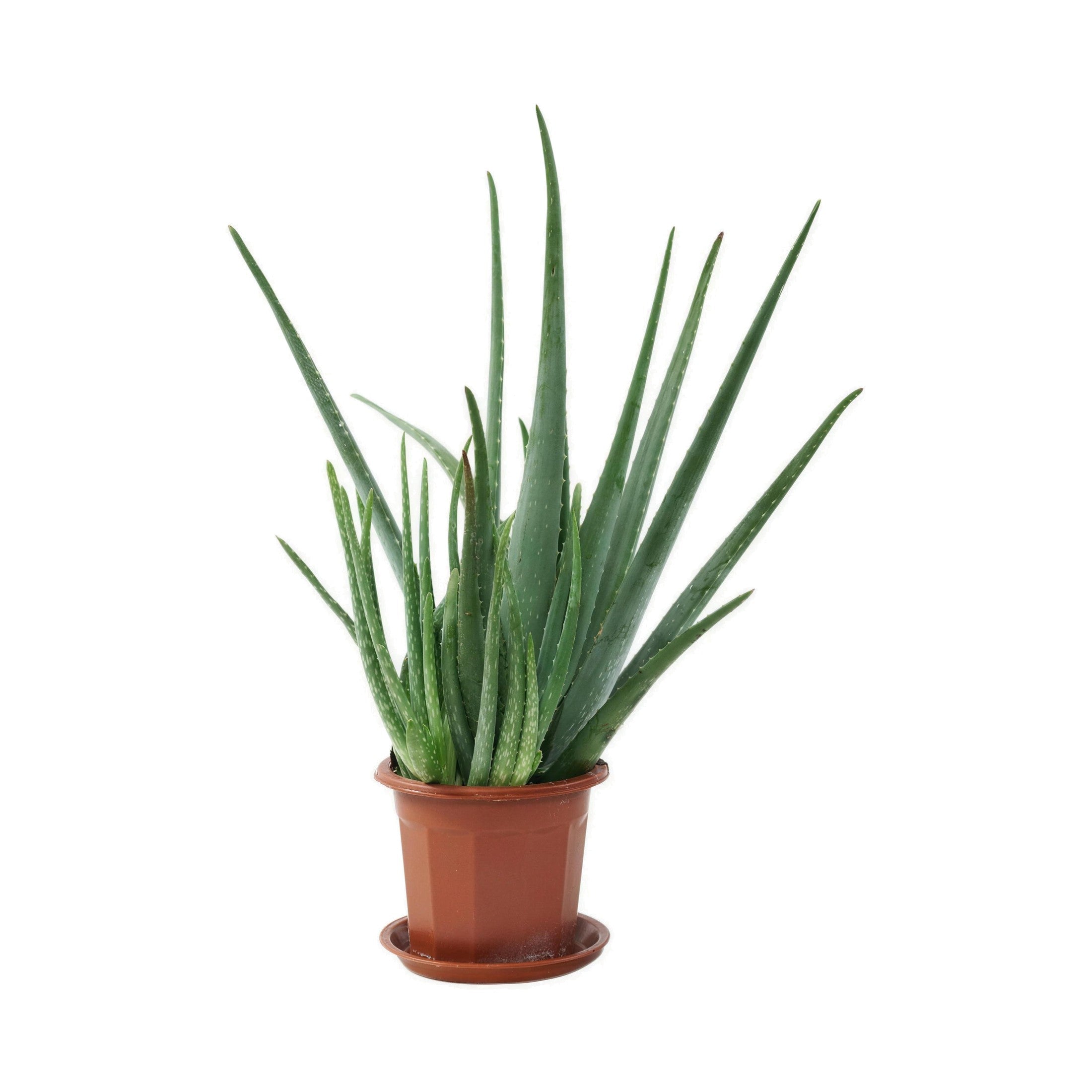 Aloe Vera — main