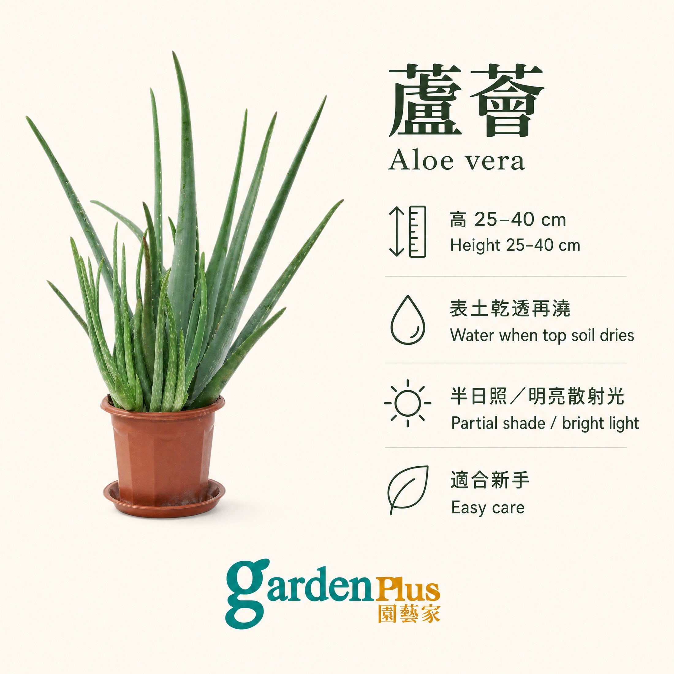 Aloe Vera — care