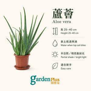 Aloe Vera — care