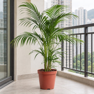 Areca Palm in a nursery pot on a sheltered balcony / 散尾葵露台擺放參考