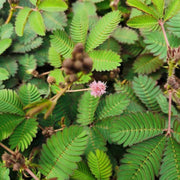 含羞草（Mimosa pudica）