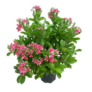 使君子／紅花藤（Quisqualis indica）