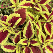 彩葉草（Coleus scutellarioides）