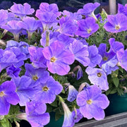 Petunia