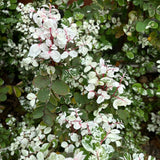 Breynia Disticha 'Minima'