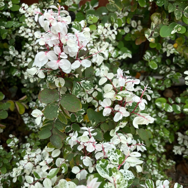 Breynia Disticha 'Minima'