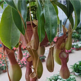 Pitcher Plant