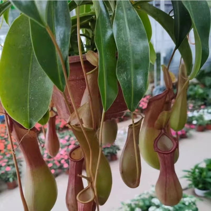 Pitcher Plant