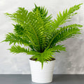 Silver Lady Fern