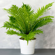 銀夫人蕨／迷你樹蕨（Blechnum gibbum）