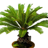 Potted Cycas Revoluta (Sago Palm)