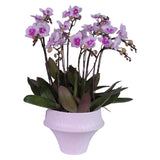 Phalaenopsis Orchid Fire Love Phoenix Dance Potted Arrangement