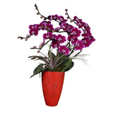 Fire Love Phalaenopsis Orchid – Stunning Floral Arrangement