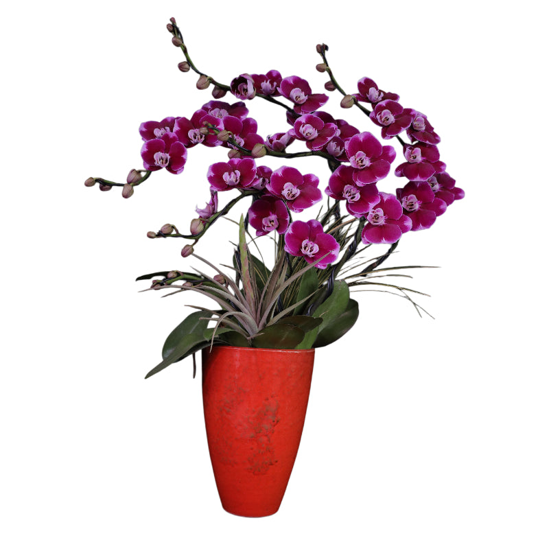 Fire Love Phalaenopsis Orchid – Stunning Floral Arrangement