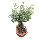 Buy Serissa Japonica Variegata - Elegant Indoor/Outdoor Shrub