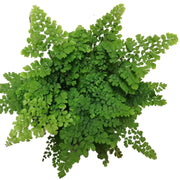 鐵線蕨（Adiantum spp.）