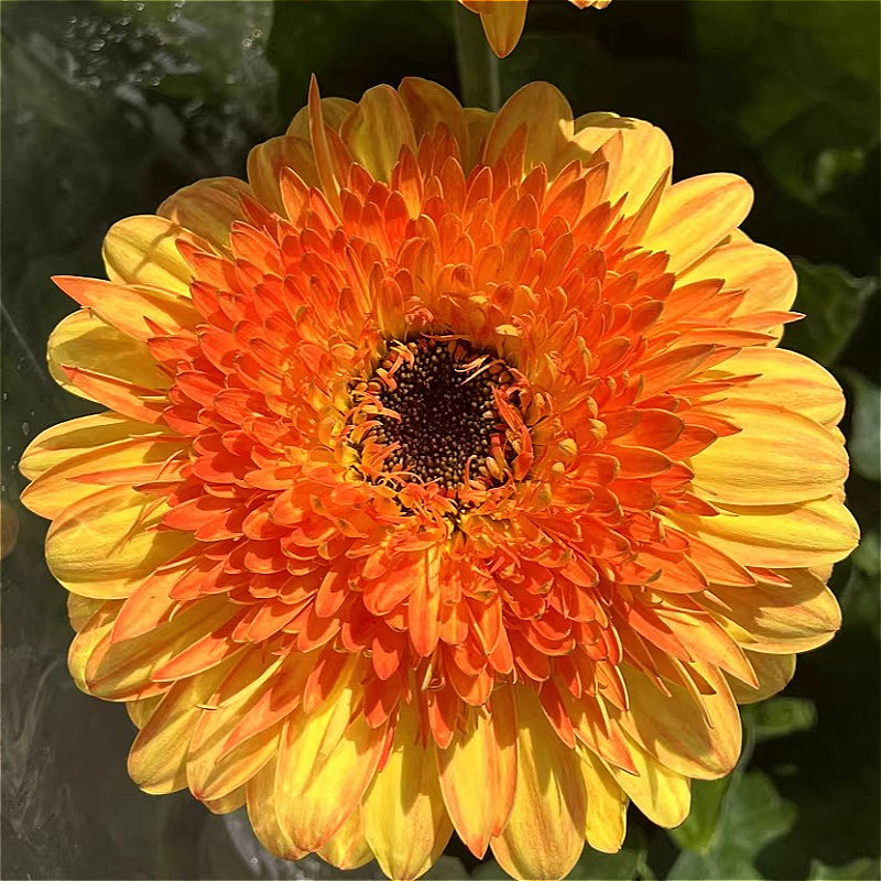 Gerbera Daisy Care - Indoor Flowering Plants