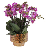 Phalaenopsis Orchid Fire Love - Potted Arrangement