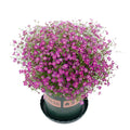 Gypsophila