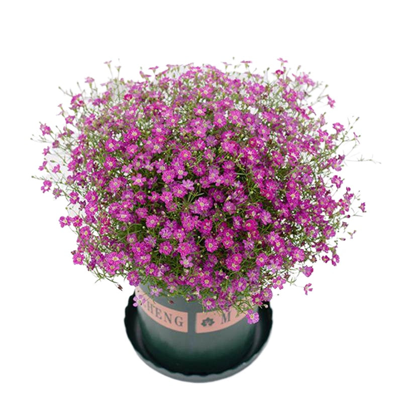 Gypsophila